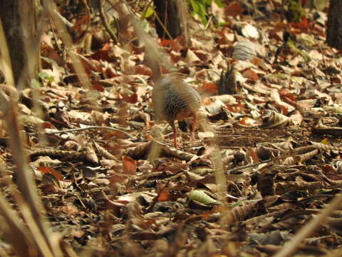 Image of Eastern Thicket Tinamou