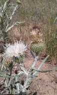 Image of prairie thistle