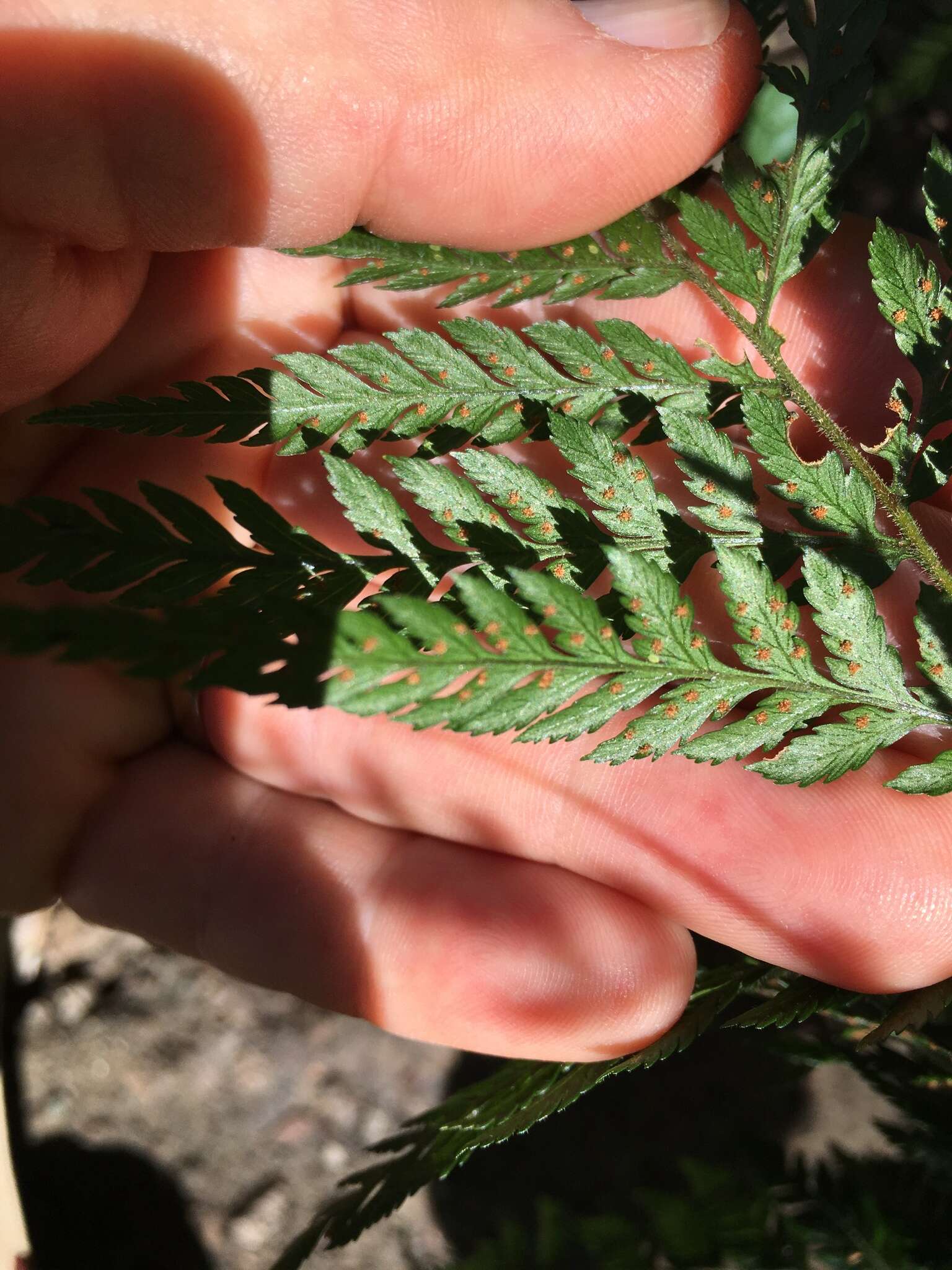 Image of Common Ground Fern