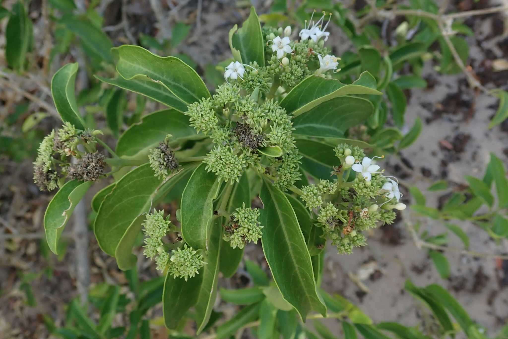 Image of Natal glorybower