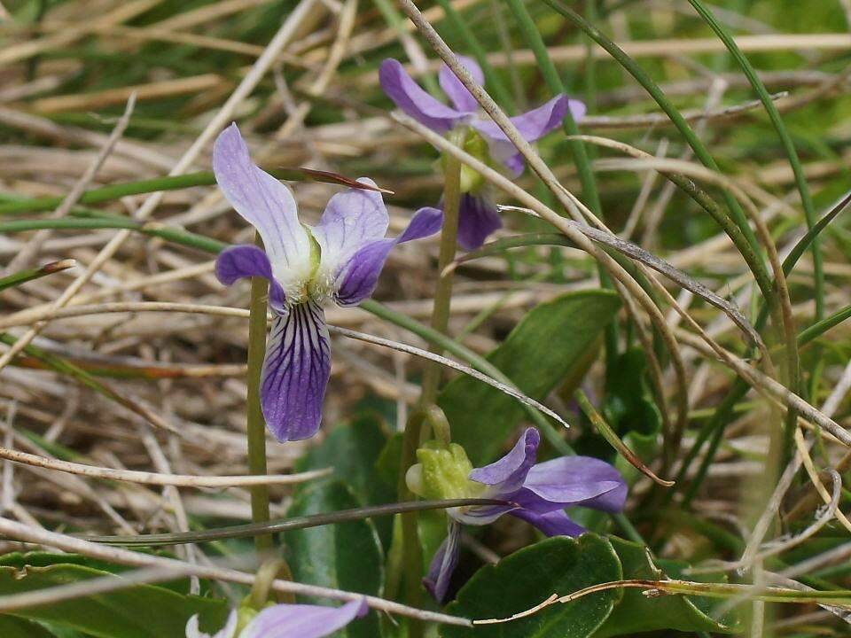 Imagem de Viola betonicifolia Smith