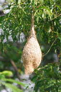 Image of Baya Weaver