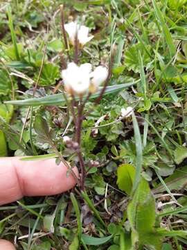 Imagem de Cardamine glacialis (G. Forst.) DC.