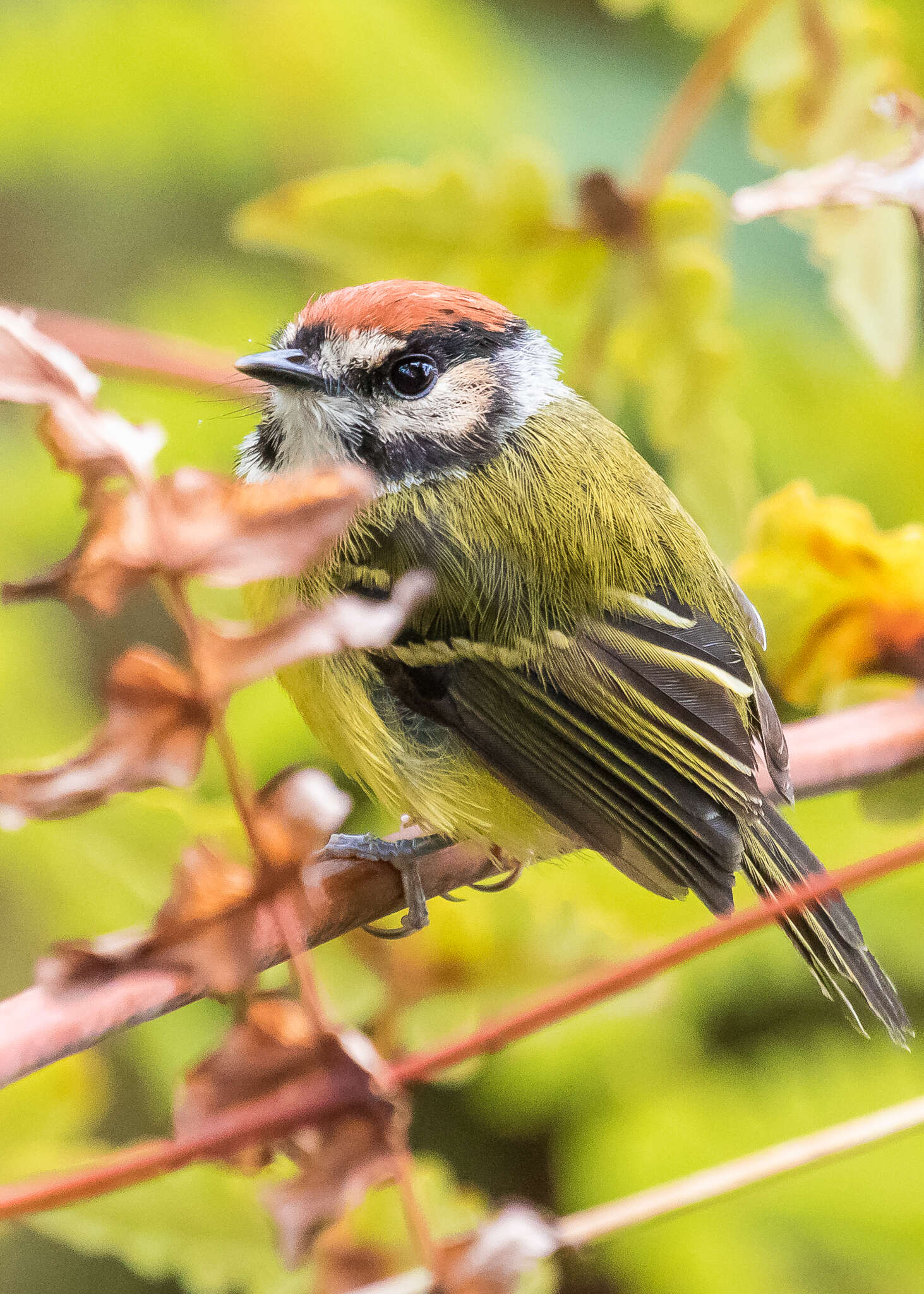 Image of Rufous-crowned Tody-Flycatcher