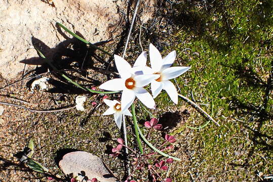 Image of Romulea toximontana M. P. de Vos