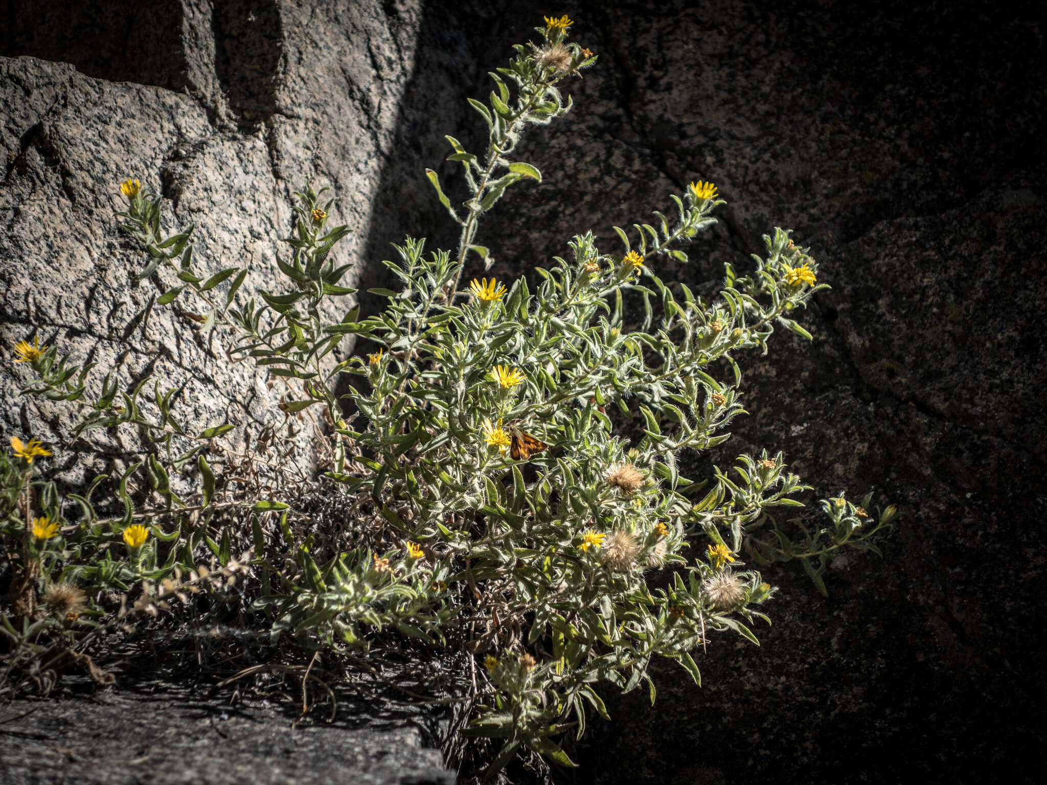 Image of hairy false goldenaster