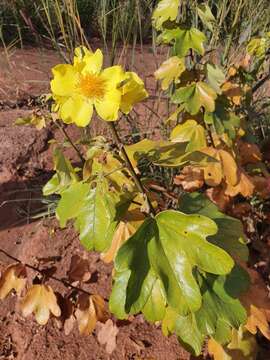 Imagem de Cochlospermum planchonii Hook. fil. ex Planch.