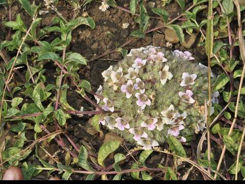 صورة Lepidagathis cristata Willd.