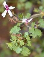 Image de Pelargonium desertorum P. Vorster