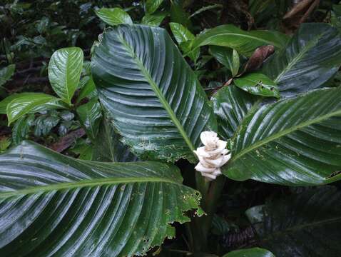 صورة Goeppertia leucostachys (Hook. fil.) Borchs. & S. Suárez