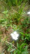 Image of Davis Mountain rocktrumpet