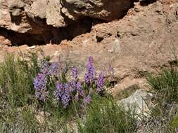 Oxytropis lambertii var. bigelovii A. Gray resmi