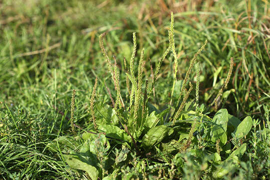 Image de Plantago asiatica L.