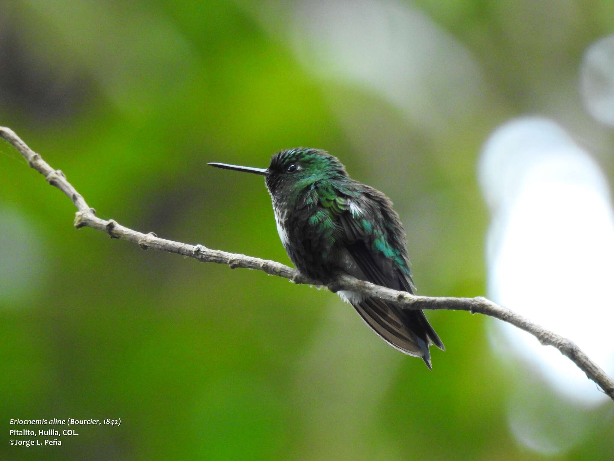 Image of Emerald-bellied Puffleg