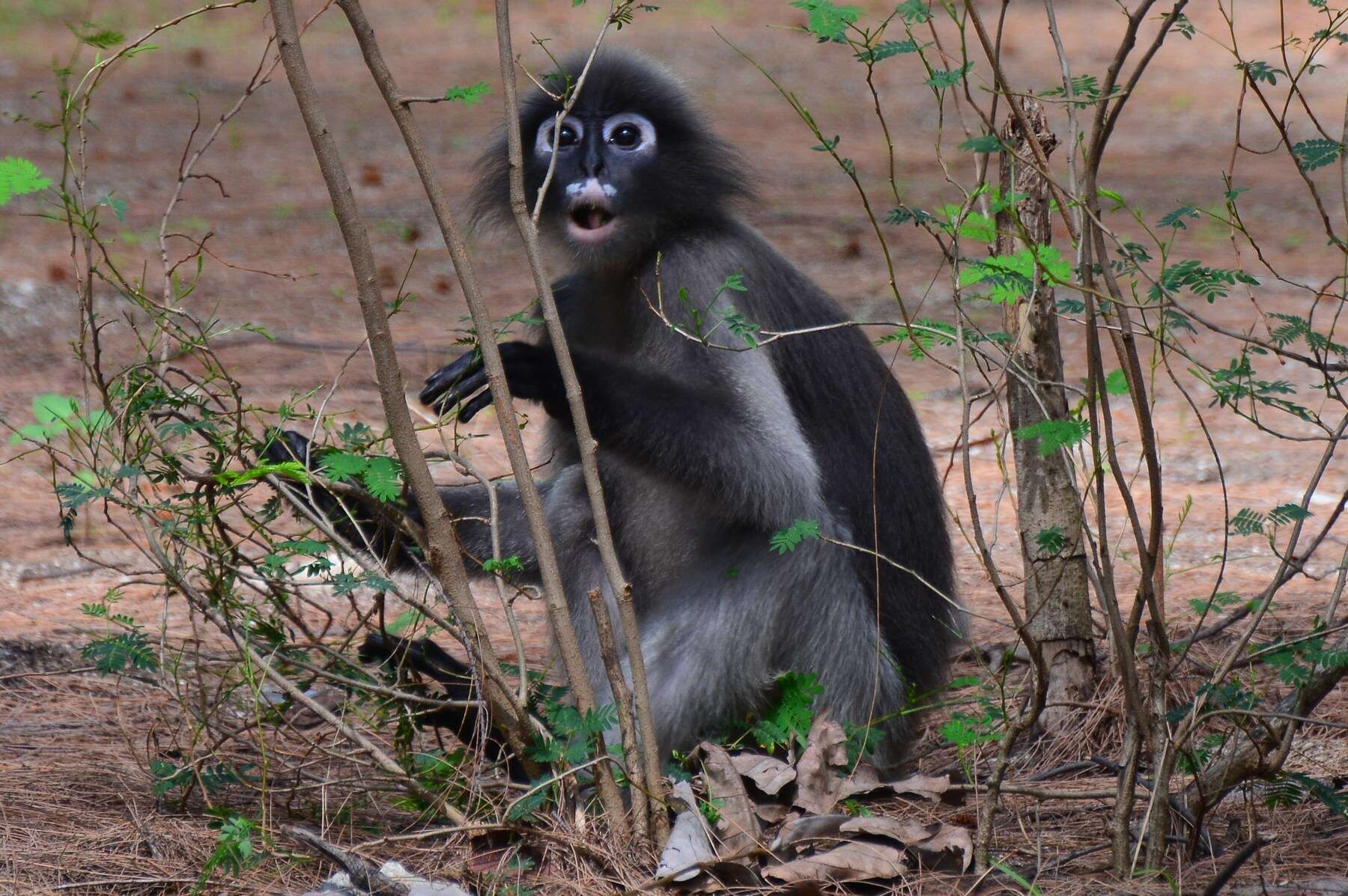 Image of Trachypithecus obscurus flavicauda (Elliot 1910)