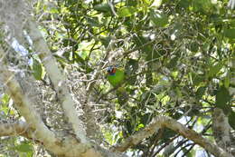 Image of Red-necked Tanager