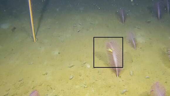 Image of bent-nosed squat lobster