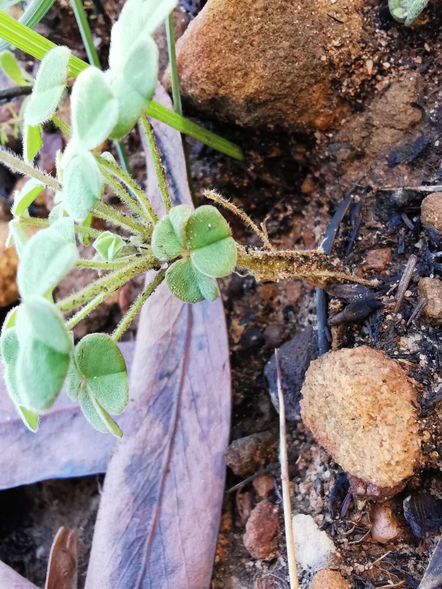 Imagem de Oxalis lanata var. rosea T. M. Salter