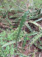 Image of Barbed-wire cactus