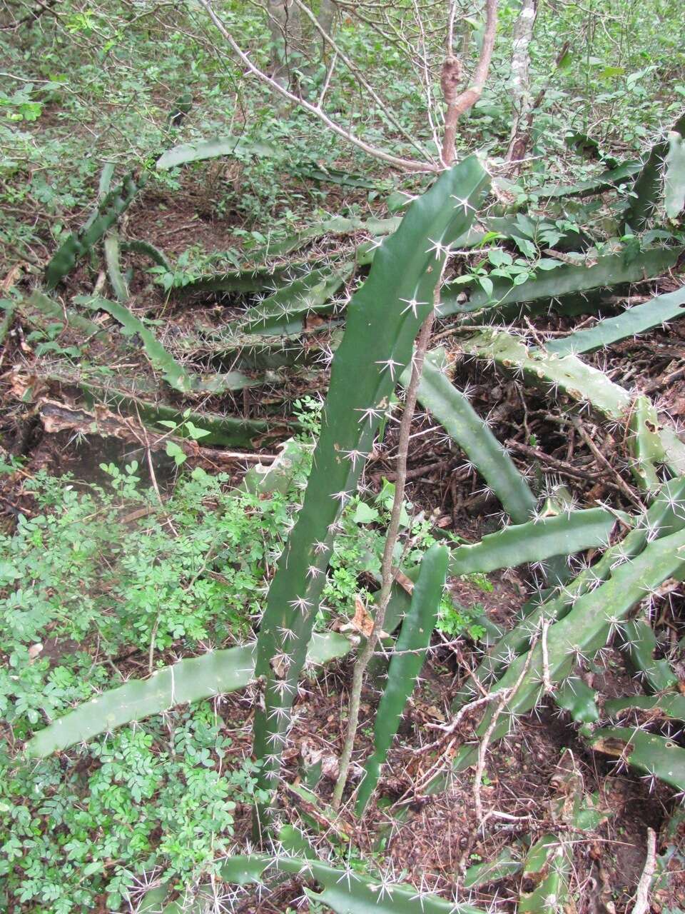 Image of Barbed-wire cactus