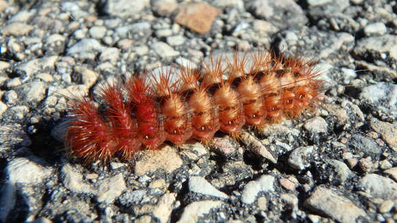 Слика од Acronicta longa Guenée 1852