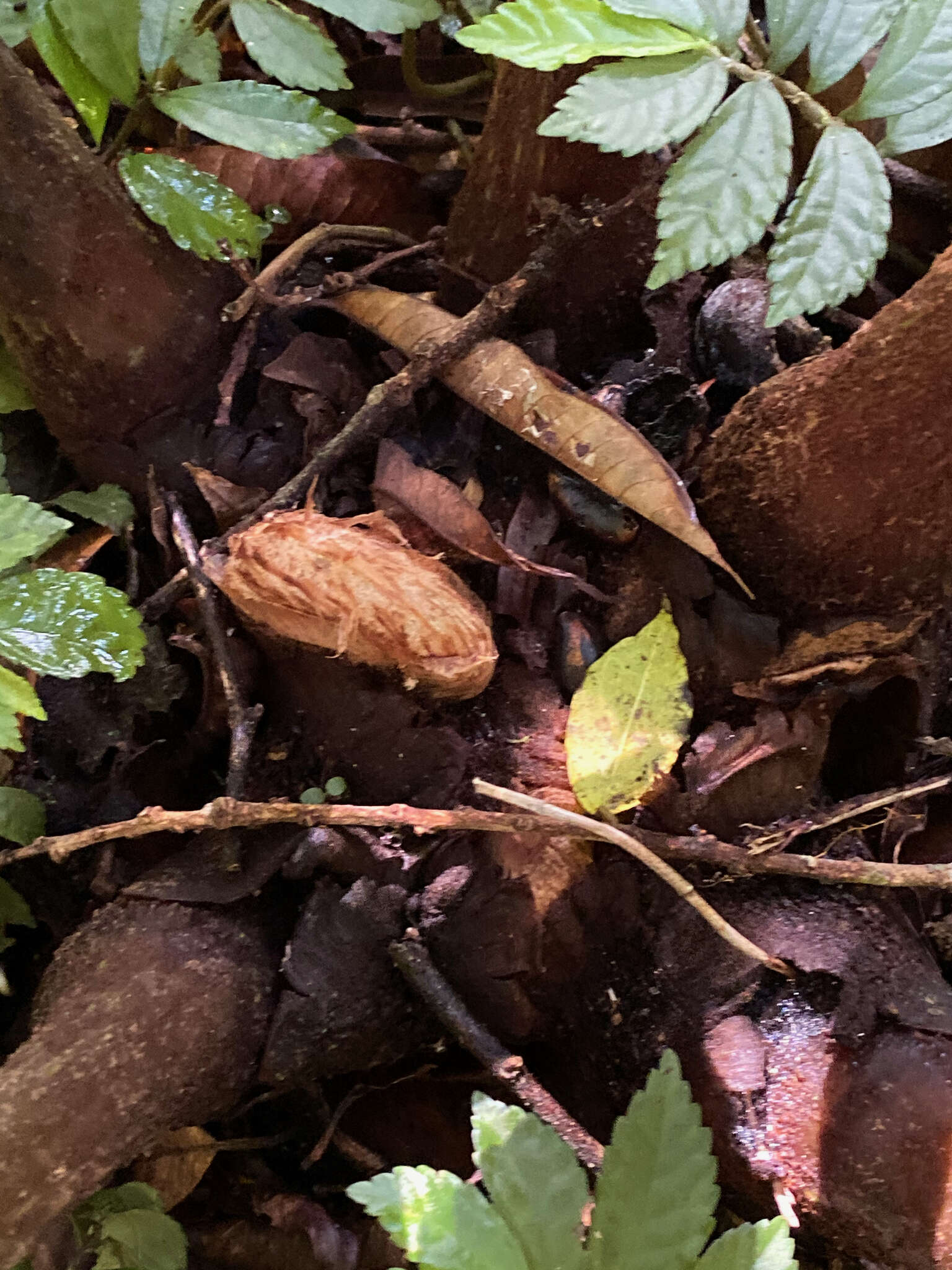 Image of Ptisana fraxinea (Sm.) Murdock