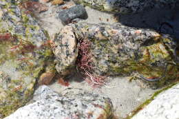 Image of common coral weed