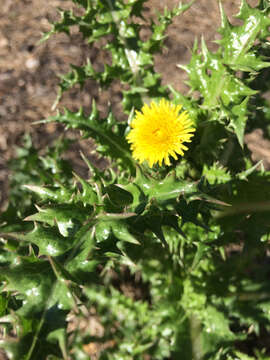 Слика од Sonchus asper (L.) Hill