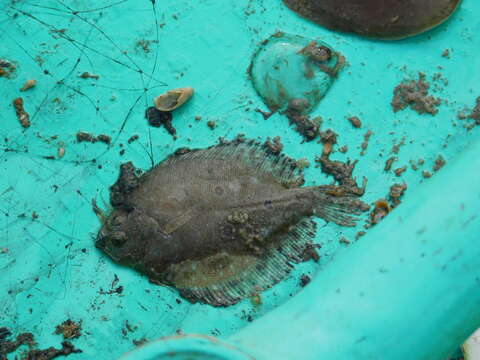 Image of Flatfish