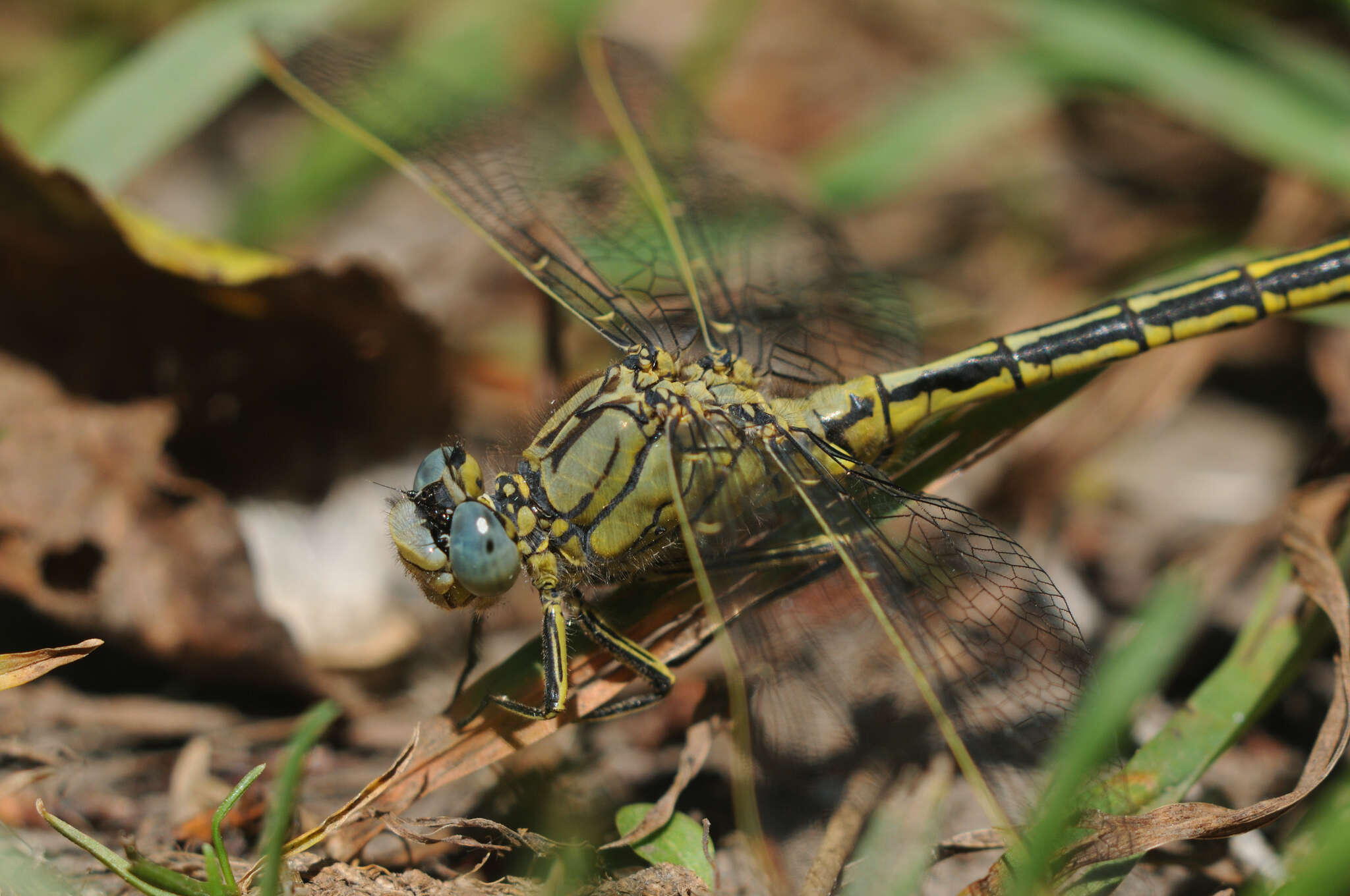 Image of Western Clubtail