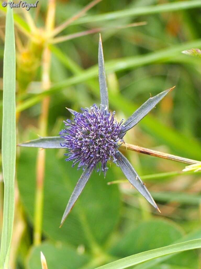 Image of eryngo