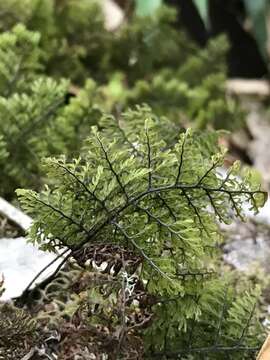 Imagem de Hymenophyllum dentatum Cav.