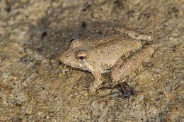 Image of slant-faced grasshopper