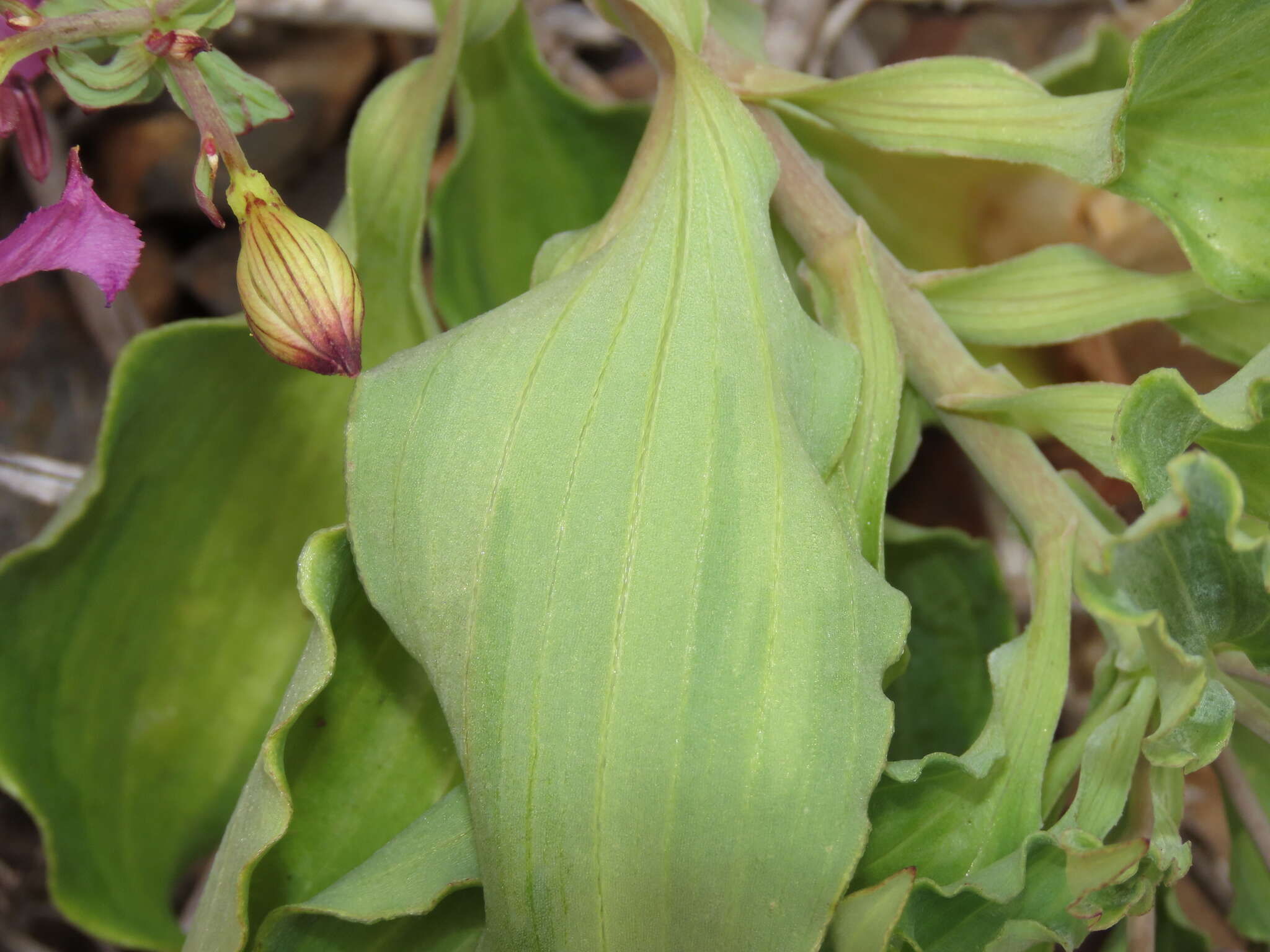 Image of Alstroemeria paupercula Phil.