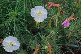 Image of crownleaf evening primrose