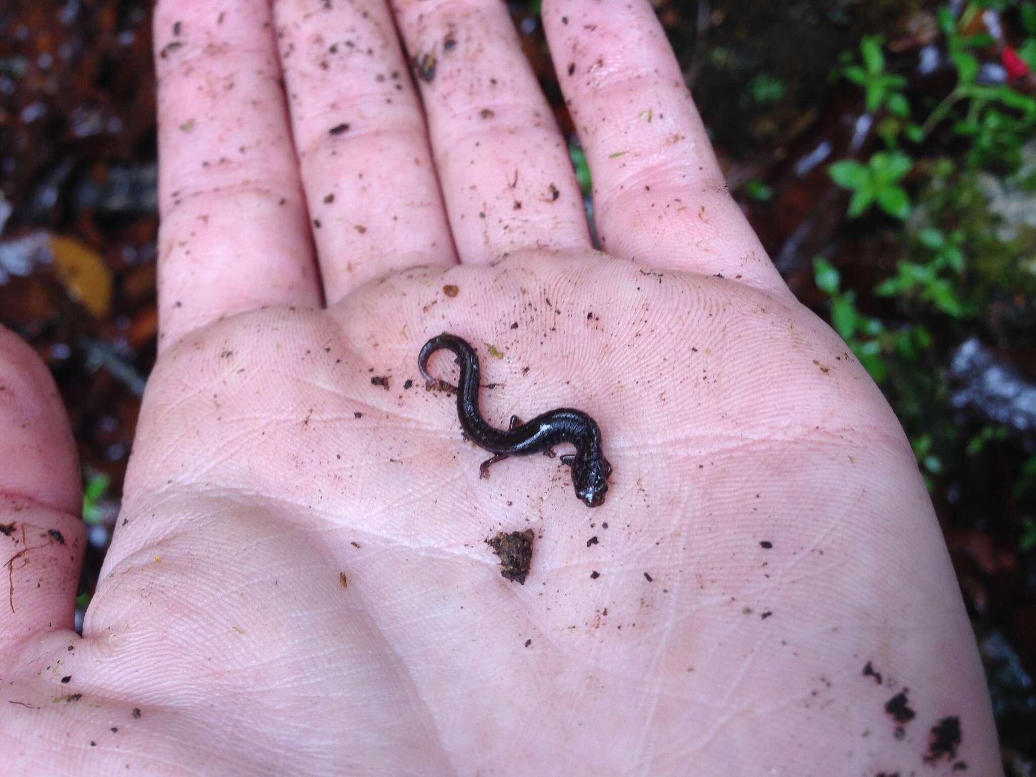 Image of MacDougal's Pygmy Salamander