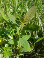 Image of Greater St. John's-Wort