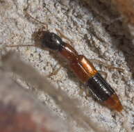 Image of Homaeotarsus bicolor (Gravenhorst 1802)