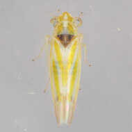 Image of Erythridula penenoeva (Beamer 1930)