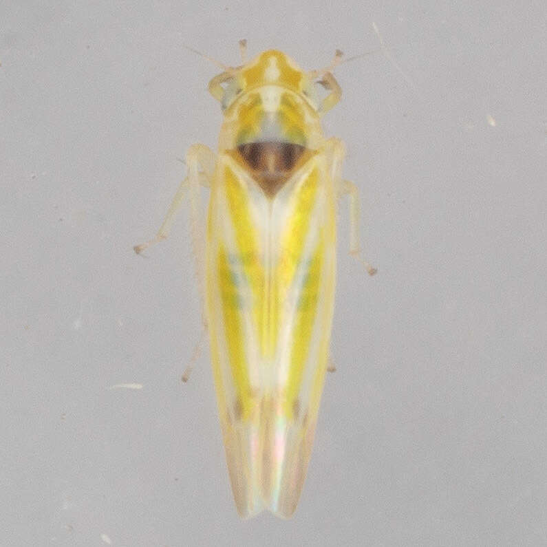 Image of Erythridula penenoeva (Beamer 1930)