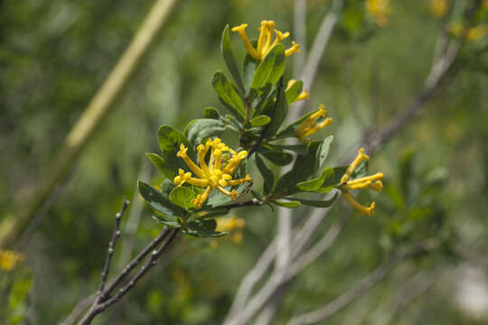 Image of Wikstroemia alberti (Regel) Mottet