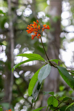 Palicourea fulgens (Müll. Arg.) Standl.的圖片