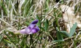 Imagem de Lathyrus nevadensis subsp. nevadensis