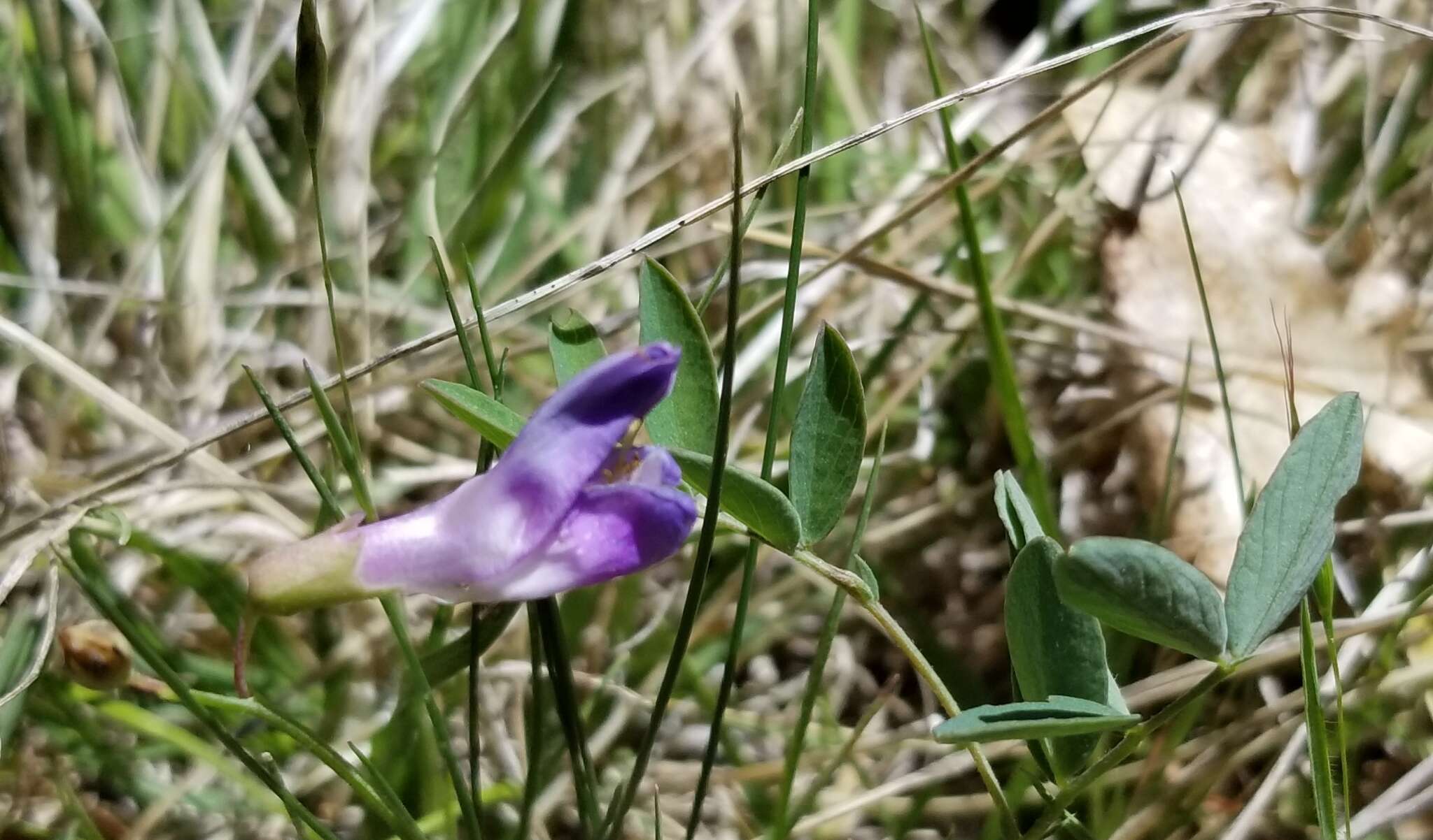 Sivun Lathyrus nevadensis subsp. nevadensis kuva