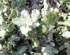 Image of Berkheya coriacea Harv.