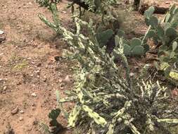 Image of Thornber's buckhorn cholla