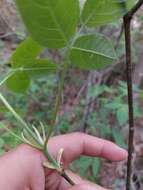 Image of Staphylea pringlei S. Wats.