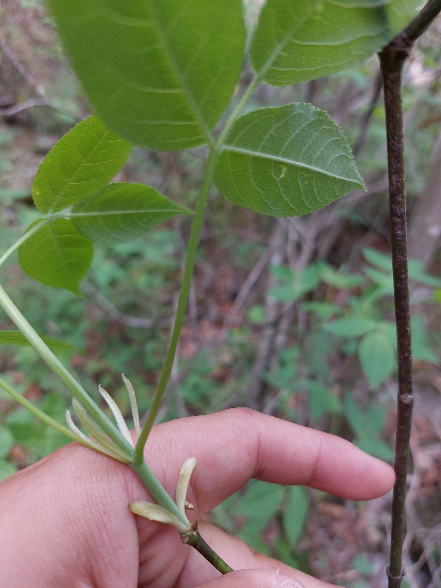 Image of Staphylea pringlei S. Wats.