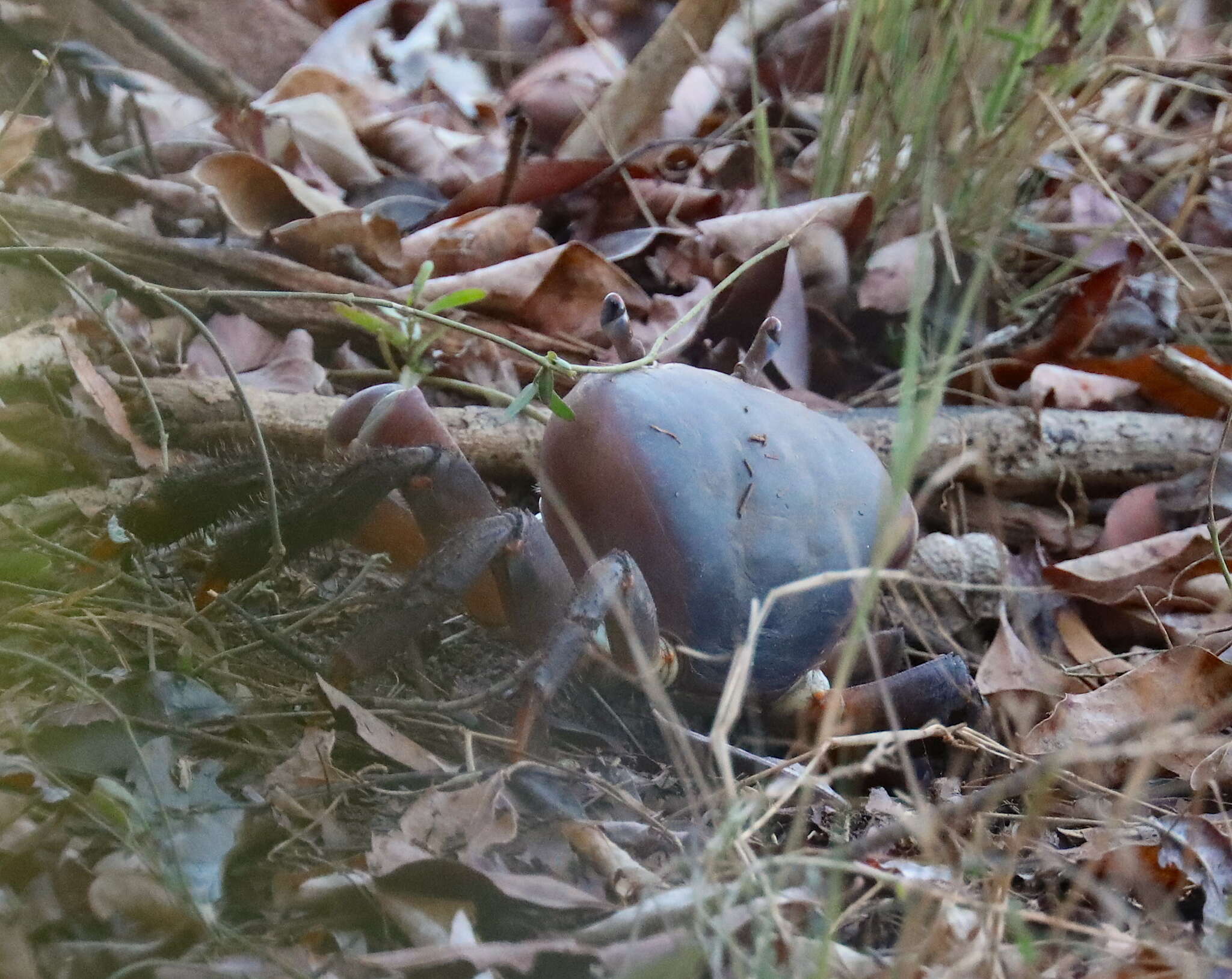 Image of brown land crab