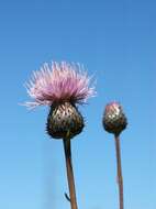 Слика од Cirsium helenioides (L.) Hill